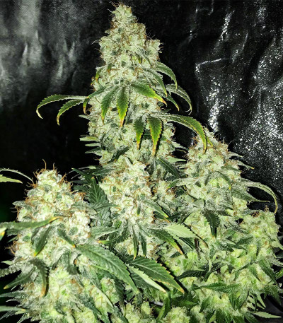 Blueberry OG fem (AlphaFem Seeds) семена конопли