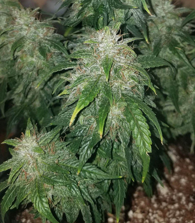 CBD Auto 20:1 fem (FastBuds) семена конопли