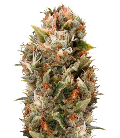 Chemdawg fem (Humboldt Seeds) семена конопли