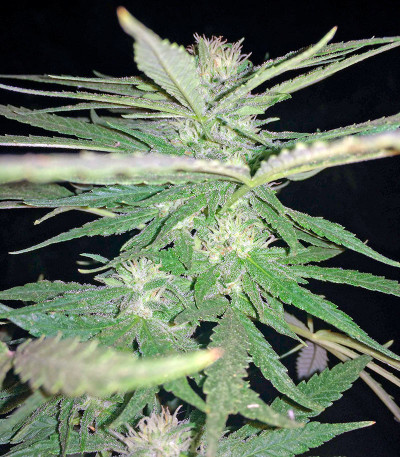 Critical Cheese fem (Dinafem Seeds) семена конопли