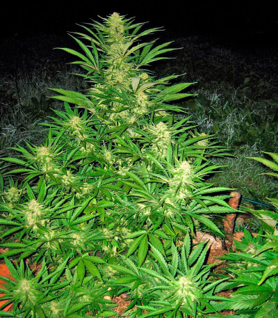 Critical Mass CBD fem семена конопли