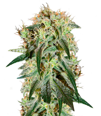 Damn Sour fem семена конопли