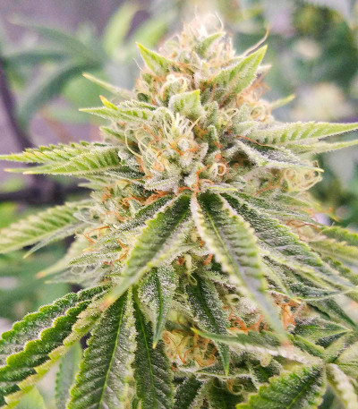 Different Gorilla fem (AlphaFem Seeds) семена конопли