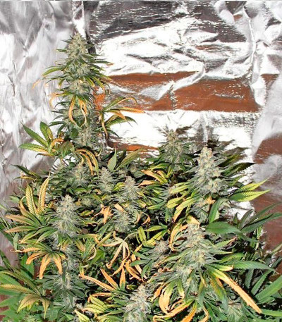 Hubble Bubble fem семена конопли