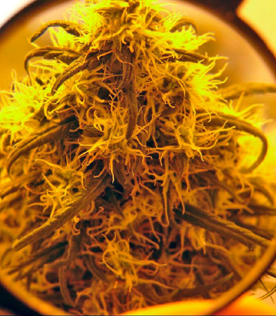 Семена марихуаны Jorge’s Diamonds #1