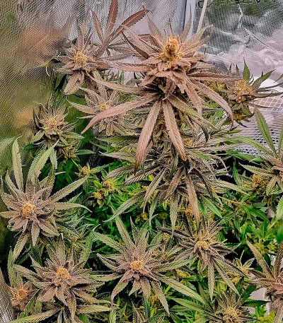 Lemon Drizzle fem (Barney's Farm) семена конопли