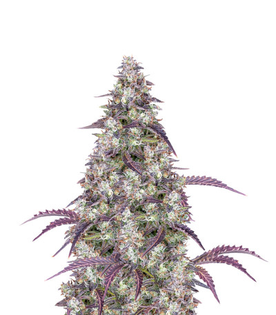 Lemon Pie Auto fem (FastBuds) семена конопли