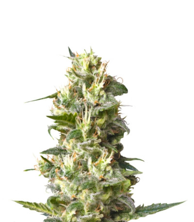 Lemon Shining Silver Haze (Lemon Haze) fem семена конопли