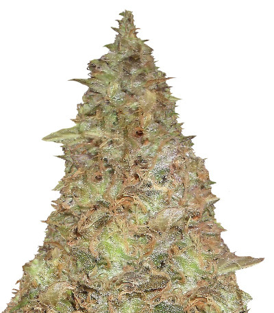 Melon Kali fem (KFC Seeds) семена конопли