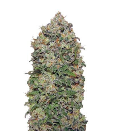 Northern Lights fem (00 Seeds) семена конопли