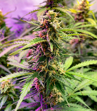 Northern Lights Auto fem (Herbies Seeds) семена конопли