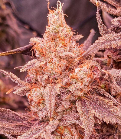 Orange Creampop fem (Humboldt Seed Company) семена конопли