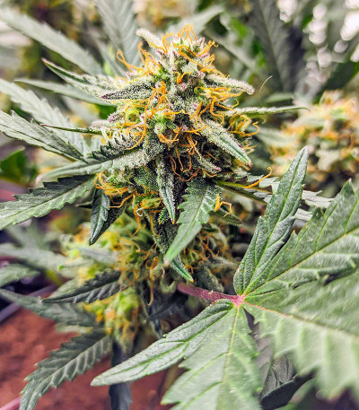 Original Glue Auto fem (Nirvana Seeds) семена конопли