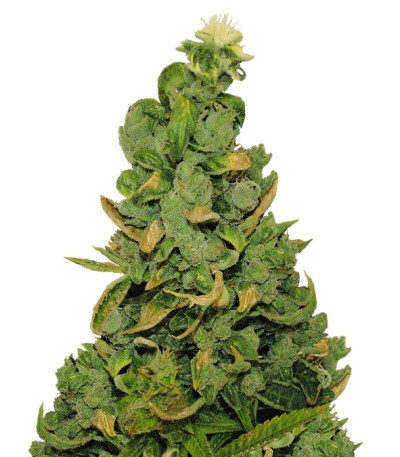 Купить семена марихуаны Pineapple Chunk