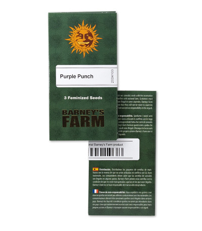 Purple Punch fem (Barney's Farm) семена конопли