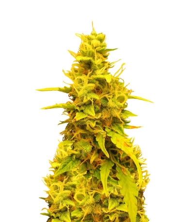 Sweet Tooth Auto fem (Barney's Farm) семена конопли