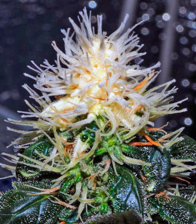 Sweet Tooth #1 fem (Barney's Farm) семена конопли