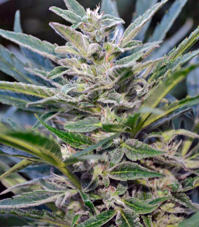 Think Big auto fem семена конопли