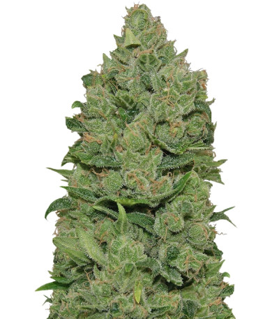 Top Dawg fem семена конопли