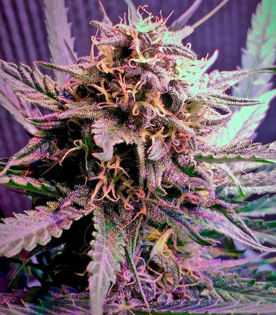 White Widow fem (Nirvana Seeds) семена конопли