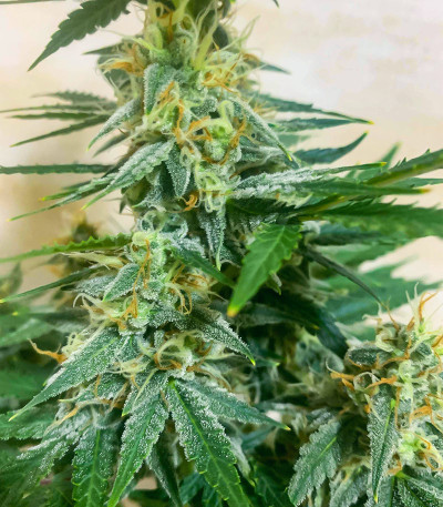 Chem Bomb Auto fem (Humboldt Seed Organization) семена конопли