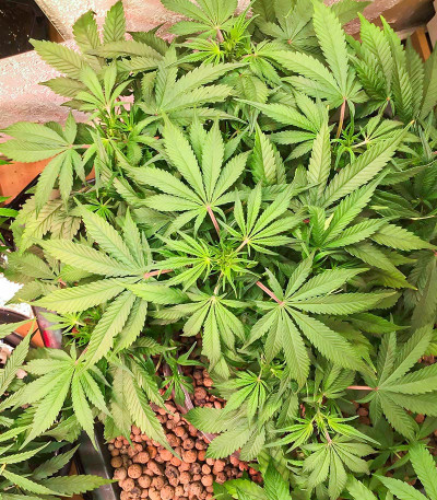 Green Gelato Automatic fem (RQS) семена конопли