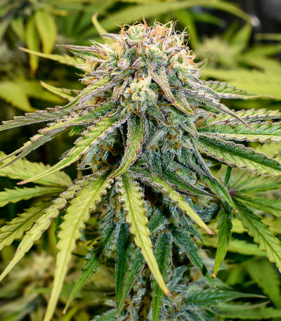 Семена конопли сорта Medusa F1 Auto