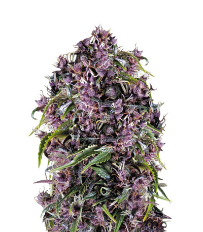 Купить семена конопли Purple почтой