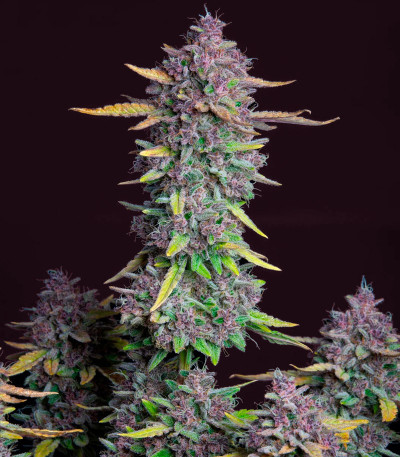 Purple Punch Auto fem (FastBuds) семена конопли
