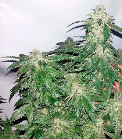 00 Kush fem (00 Seeds) семена конопли