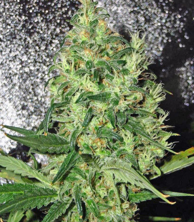 1024 fem (Medical Seeds) семена конопли