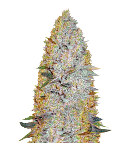 Amnesium fem (Victory Seeds) семена конопли