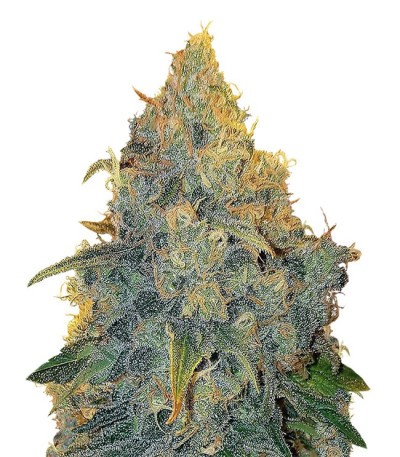 Appleberry fem (Sumo Seeds) семена конопли