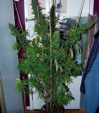 Atomical Haze fem (Paradise Seeds) семена конопли