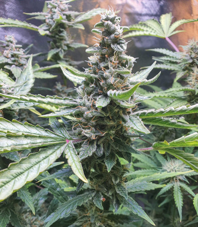 Auto Anesthesia fem (Pyramid Seeds) семена конопли