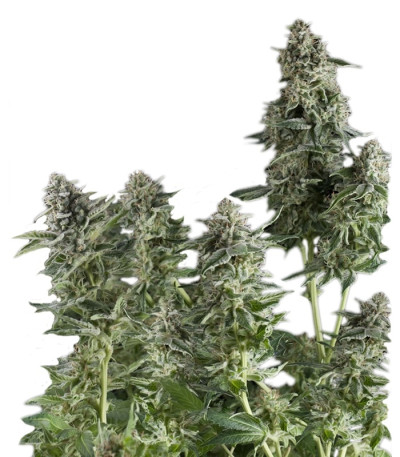 Auto Northern Lights fem сорт конопли Pyramid Seeds