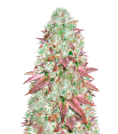 Auto NHL Diesel fem (Victory Seeds) семена конопли