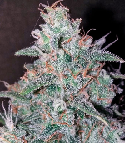 Auto Wappa fem (Paradise Seeds) семена конопли