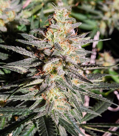 Baikal Express (Kalashnikov Seeds) семена конопли