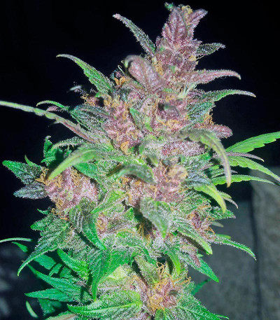 Bloody Skunk Auto fem семена конопли
