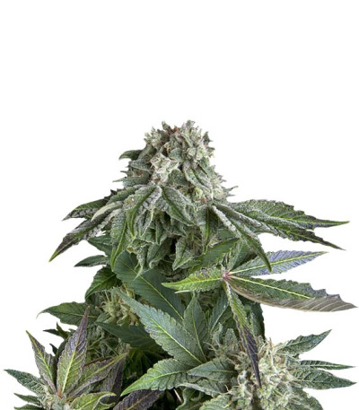Blueberry Auto fem (Trikoma Seeds) семена конопли