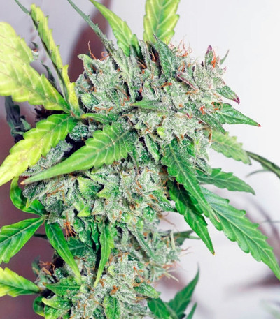 CBD Auto Compassion Lime fem (Dutch Passion) семена конопли