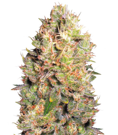 Crazy Miss Hyde fem (Samsara Seeds) семена конопли