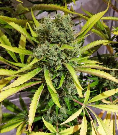 Chocolate Wafflez fem (Paradise Seeds) семена конопли