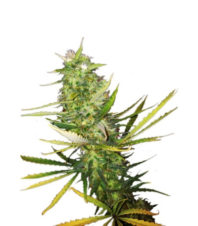 Diamond Girl fem семена конопли