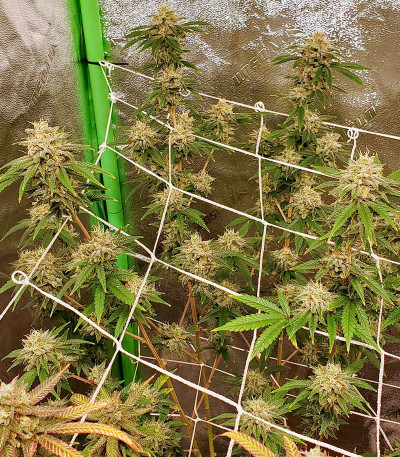 GMO Zkittlez F1 reg (Ethos Genetics) семена конопли