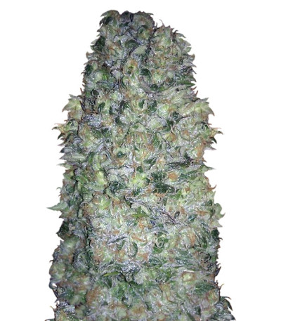 Crazy Miss Hyde fem (Samsara Seeds) семена конопли
