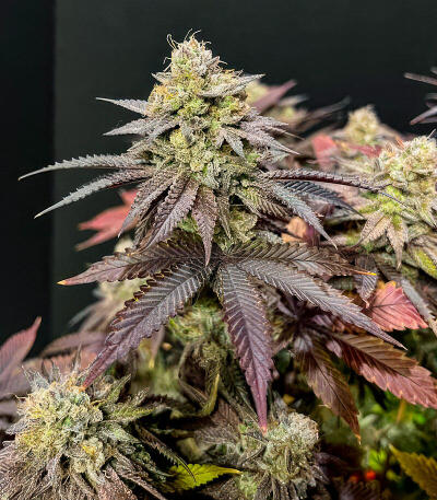 Insane OG семена конопли