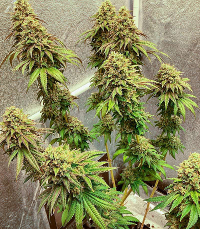 Marshmallow OG fem (Compound Genetics) семена конопли