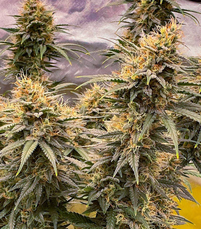 Mint Jelly Auto fem (Humboldt Seed Company) семена конопли